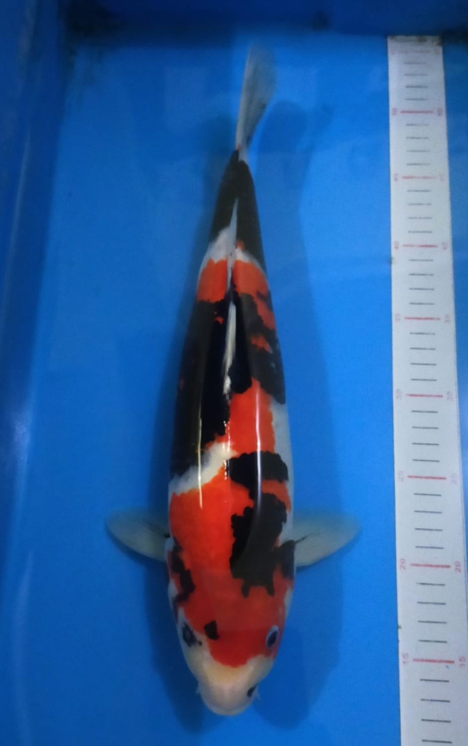 Juara 3