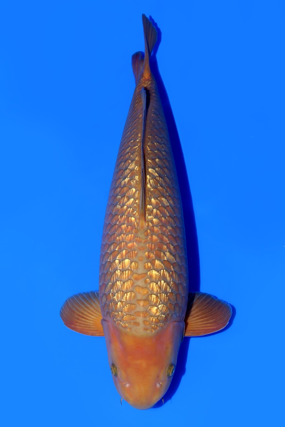Juara 1
