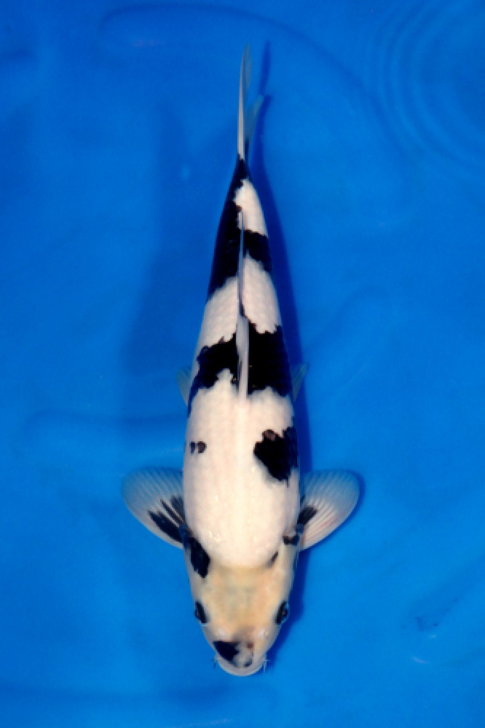 Juara 1
