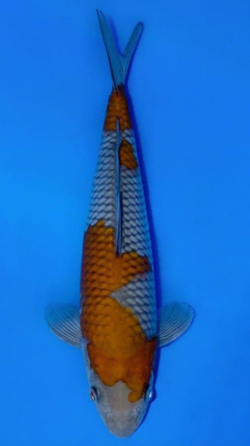 Juara 1