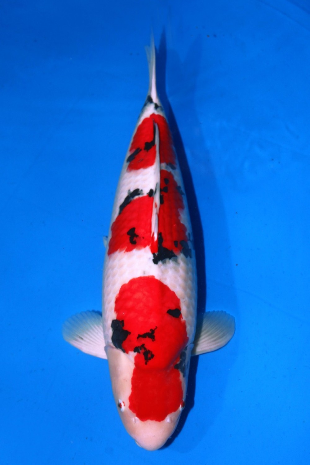 Best In Size A 71 - 75 cm