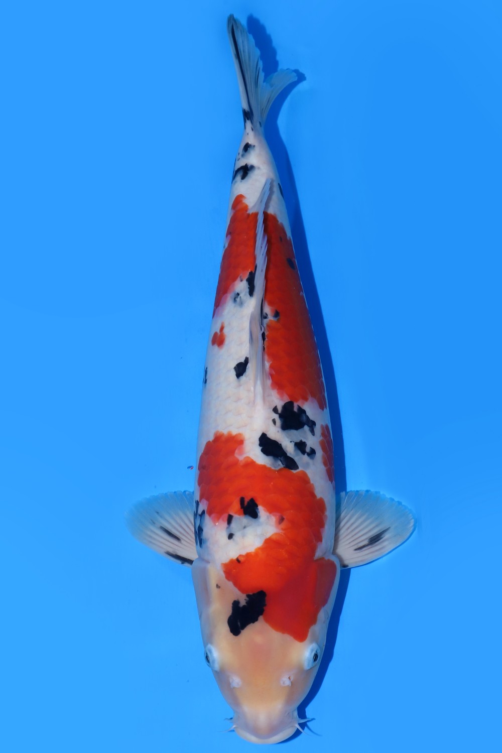 Juara 2