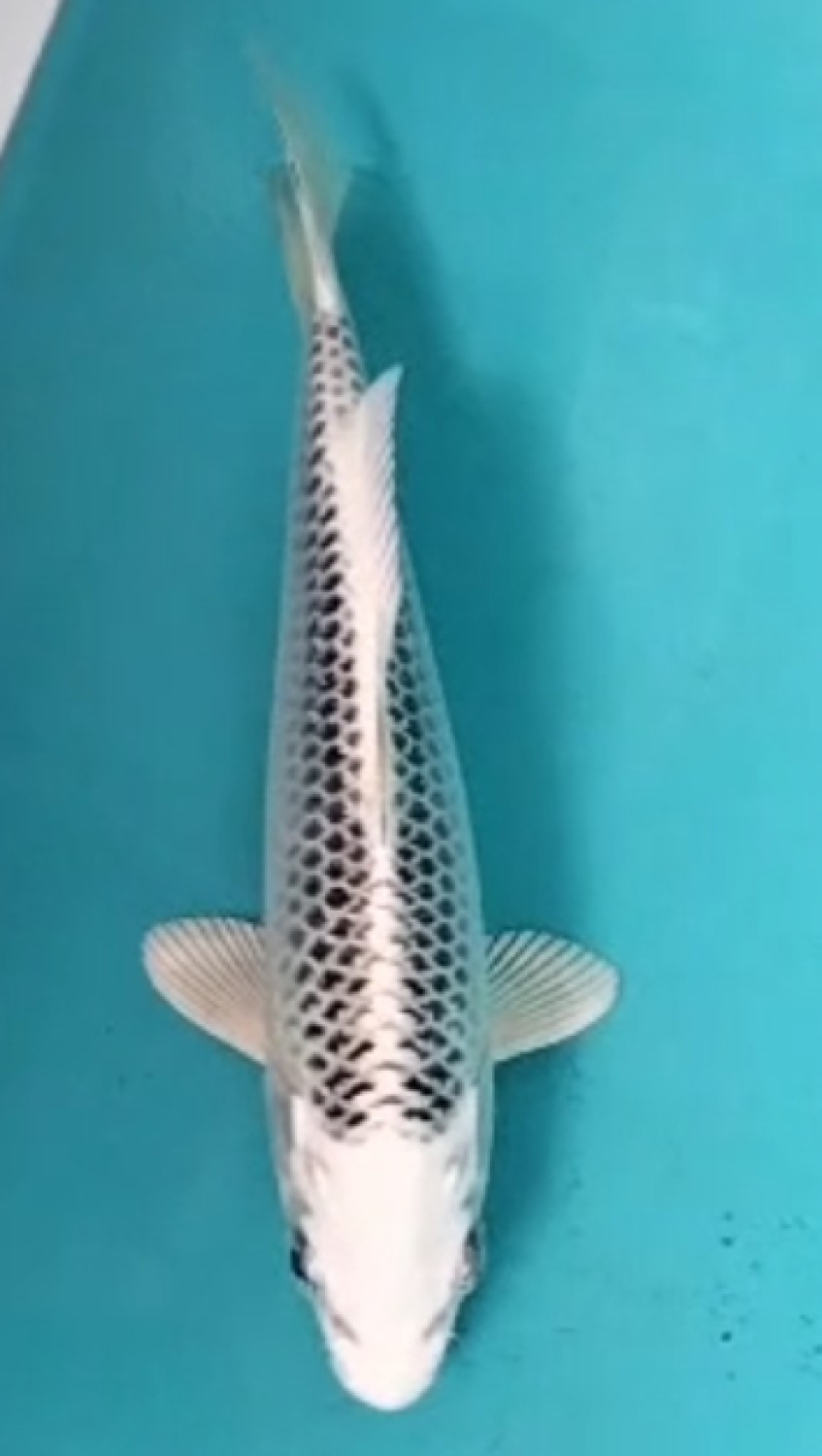 Juara 5