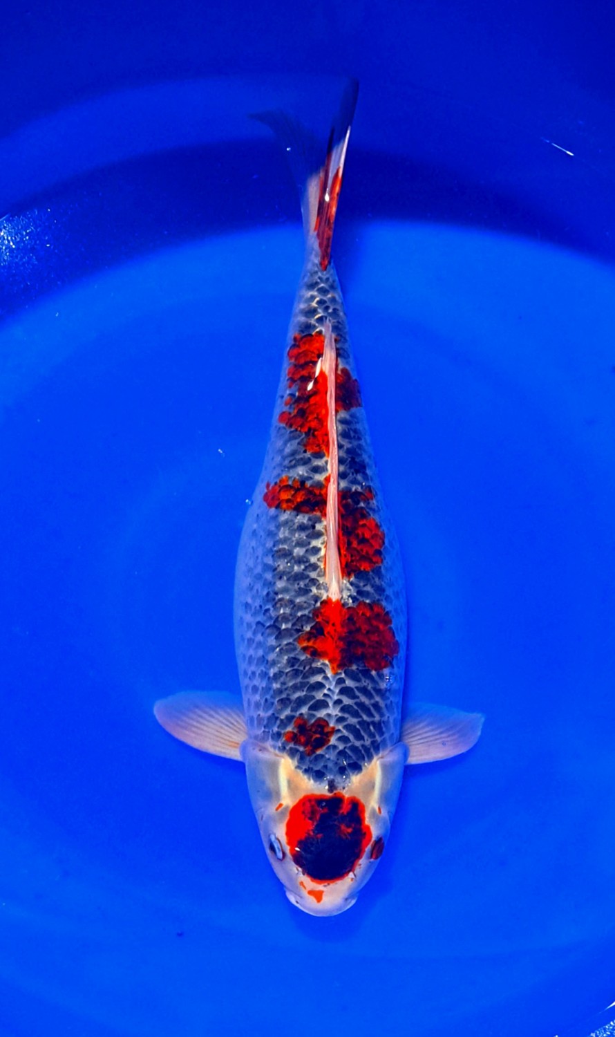 Juara 4