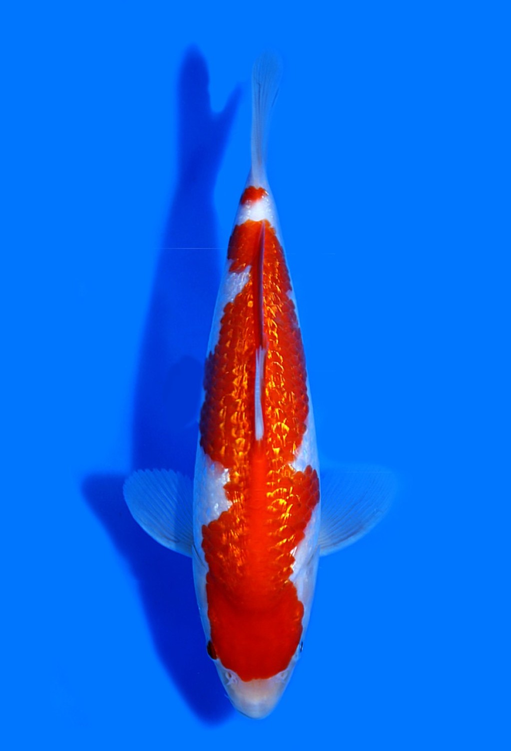 Juara 5