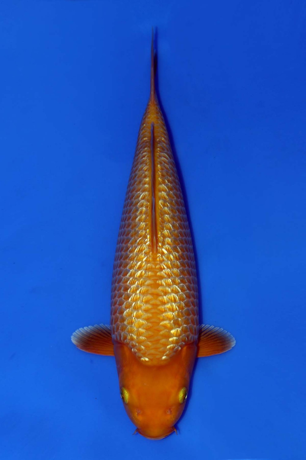 Juara 2