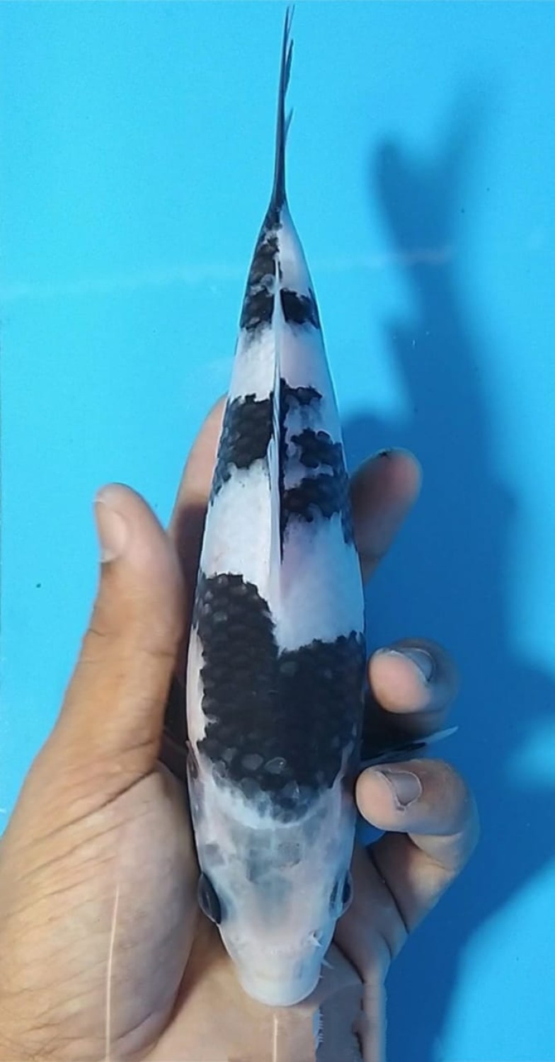 Juara 5