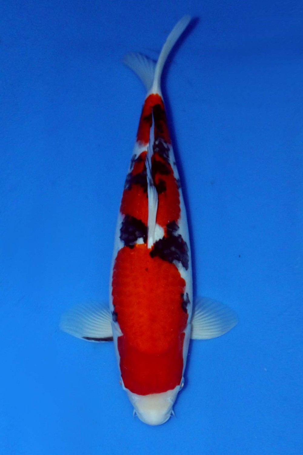 Juara 1
