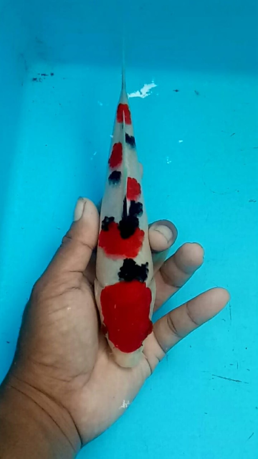 Juara 3