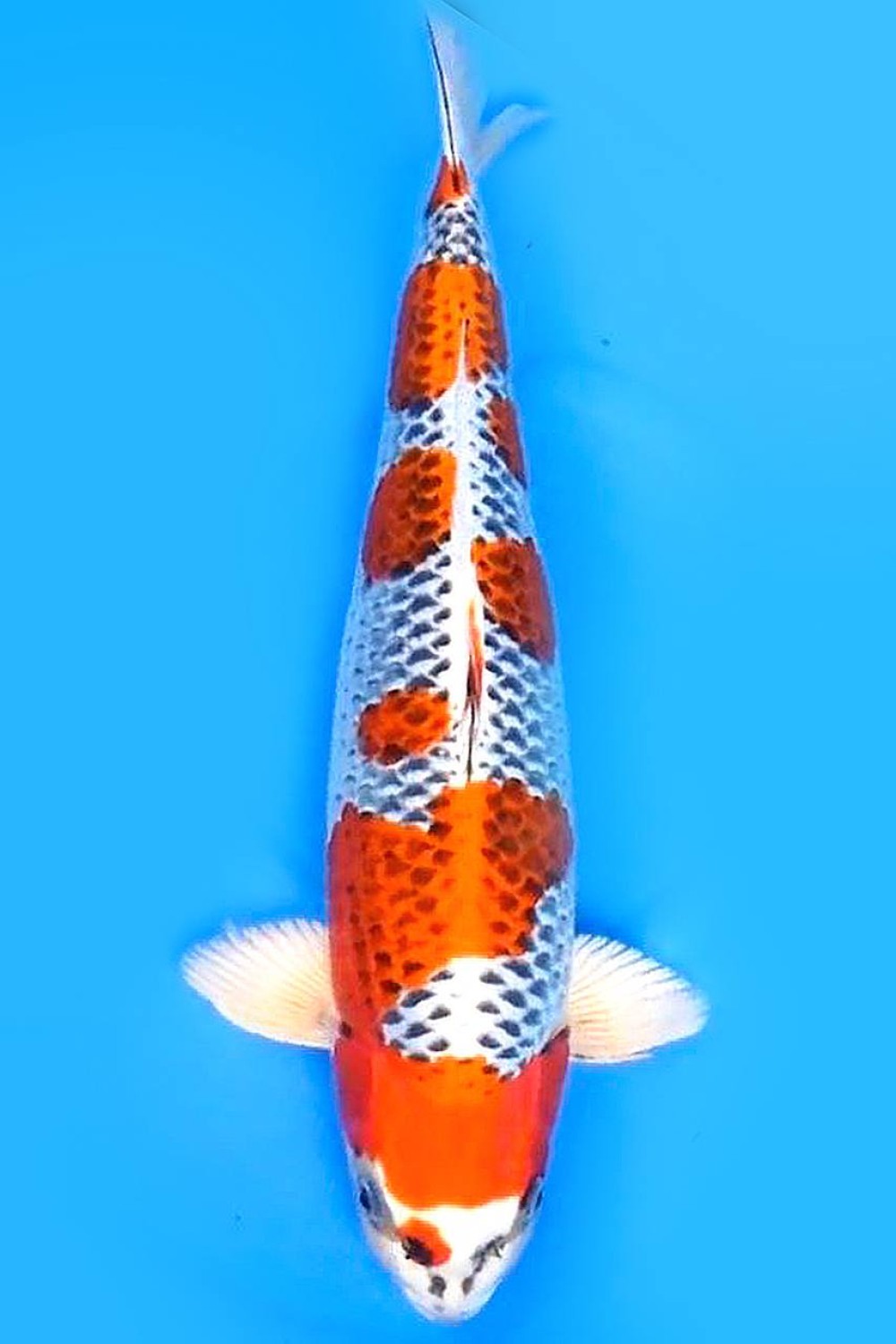 Juara 3