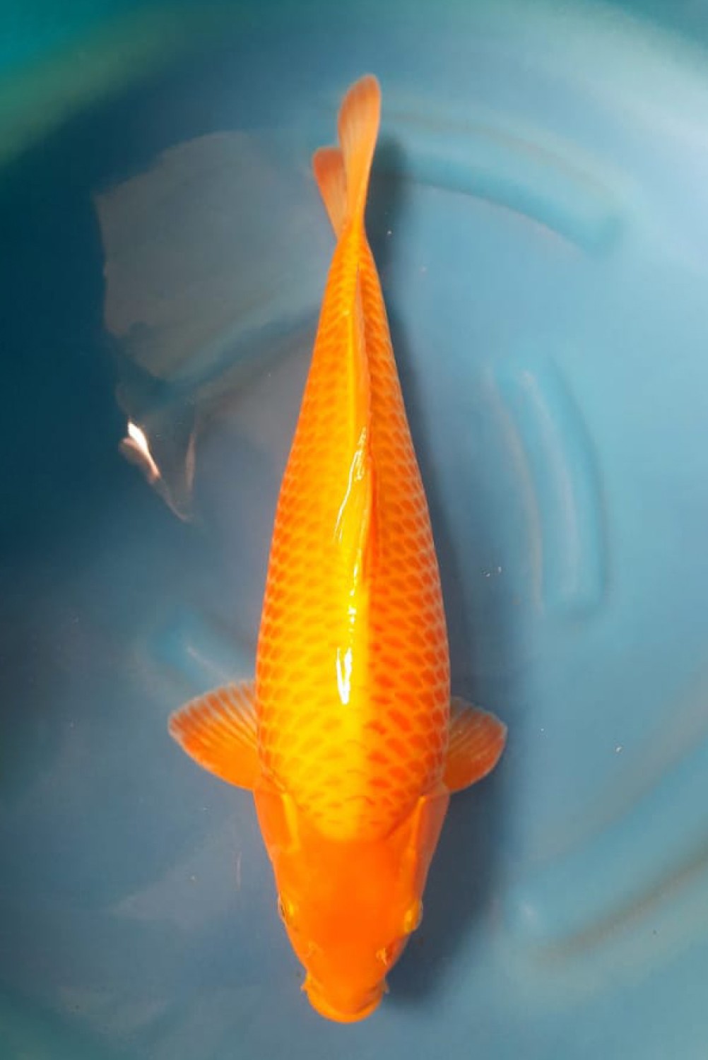 Juara 1