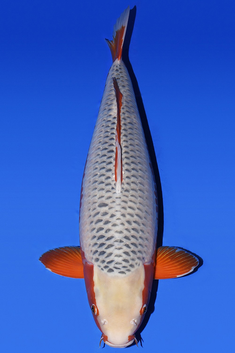 Juara 1