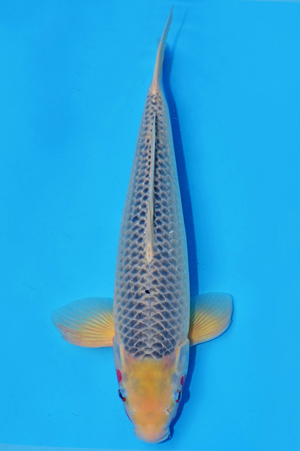 Juara 4