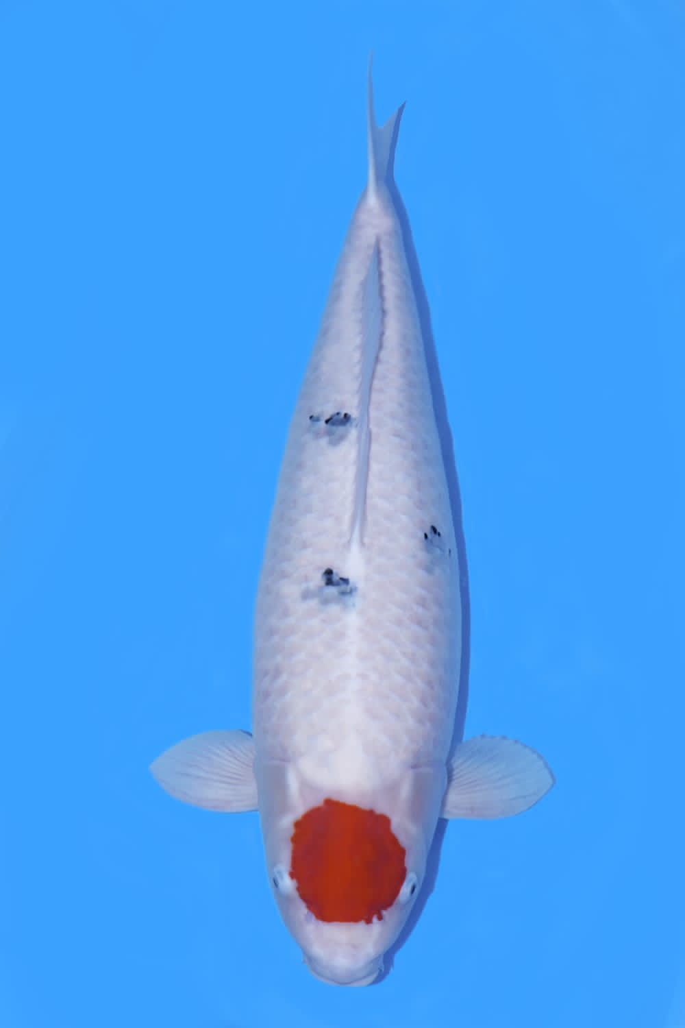 Juara 2
