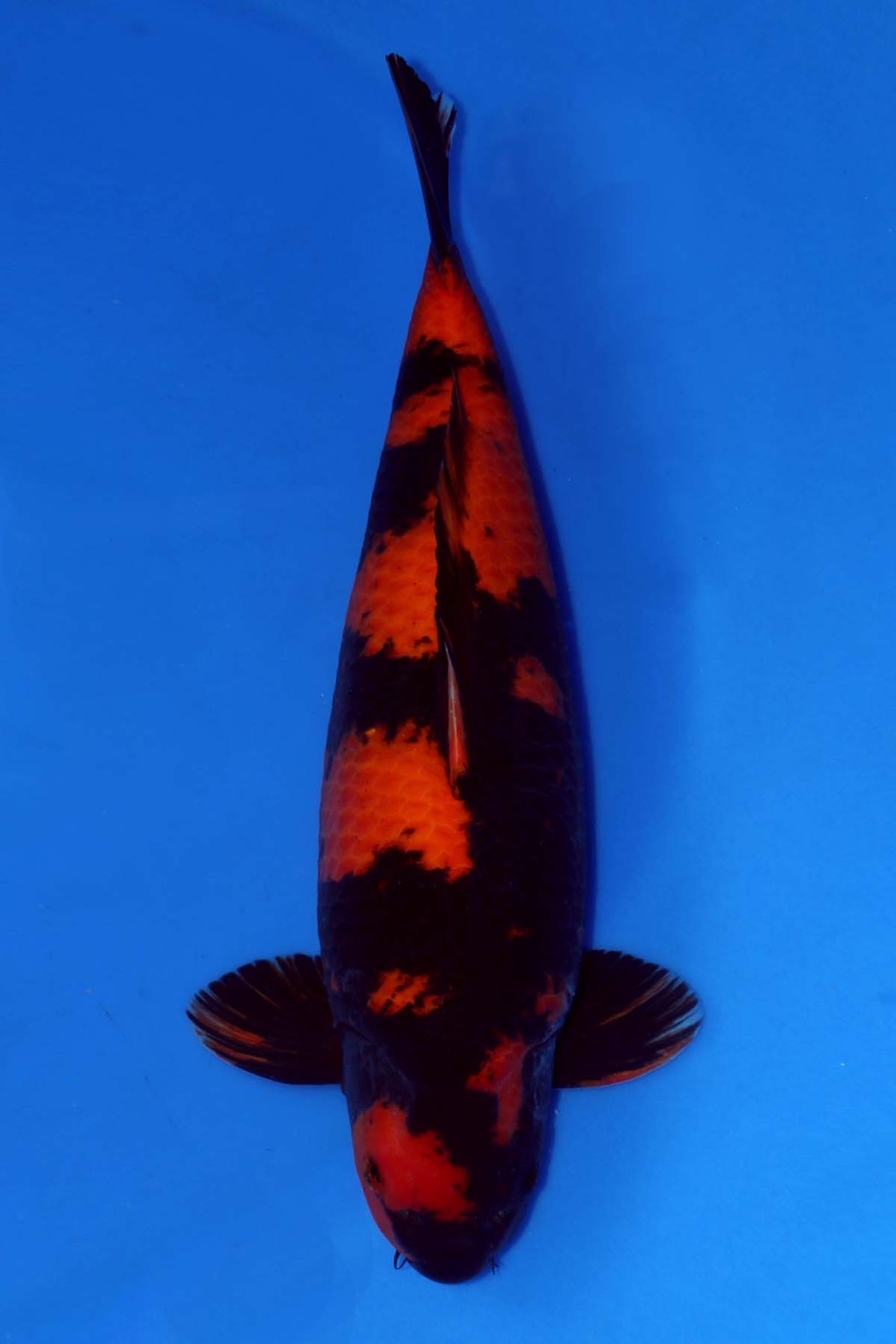 Best In Size D 51 - 55 cm