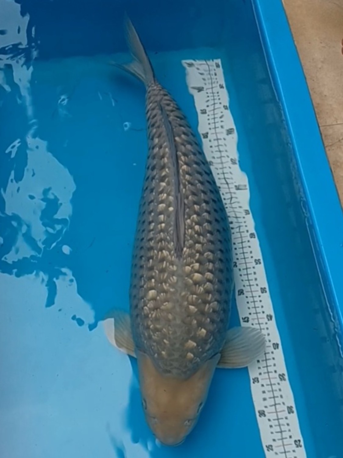 Best In Size E 66 - 70 cm
