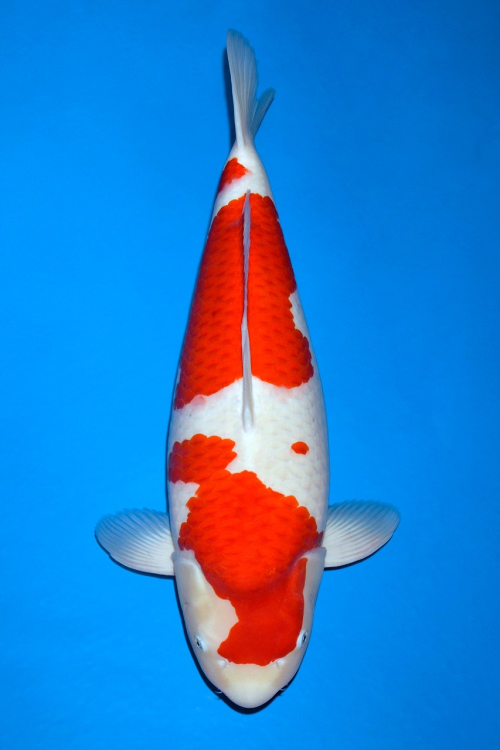 Best In Size A 66 - 70 cm