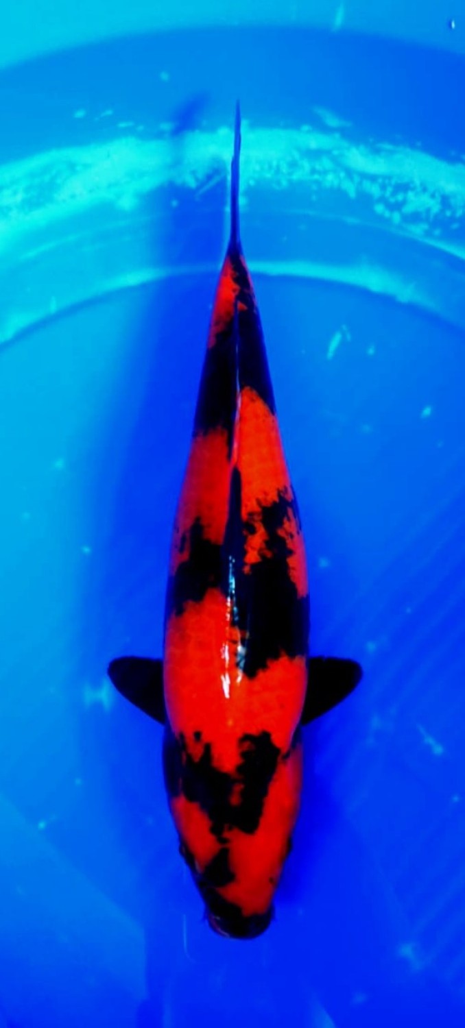 Juara 4
