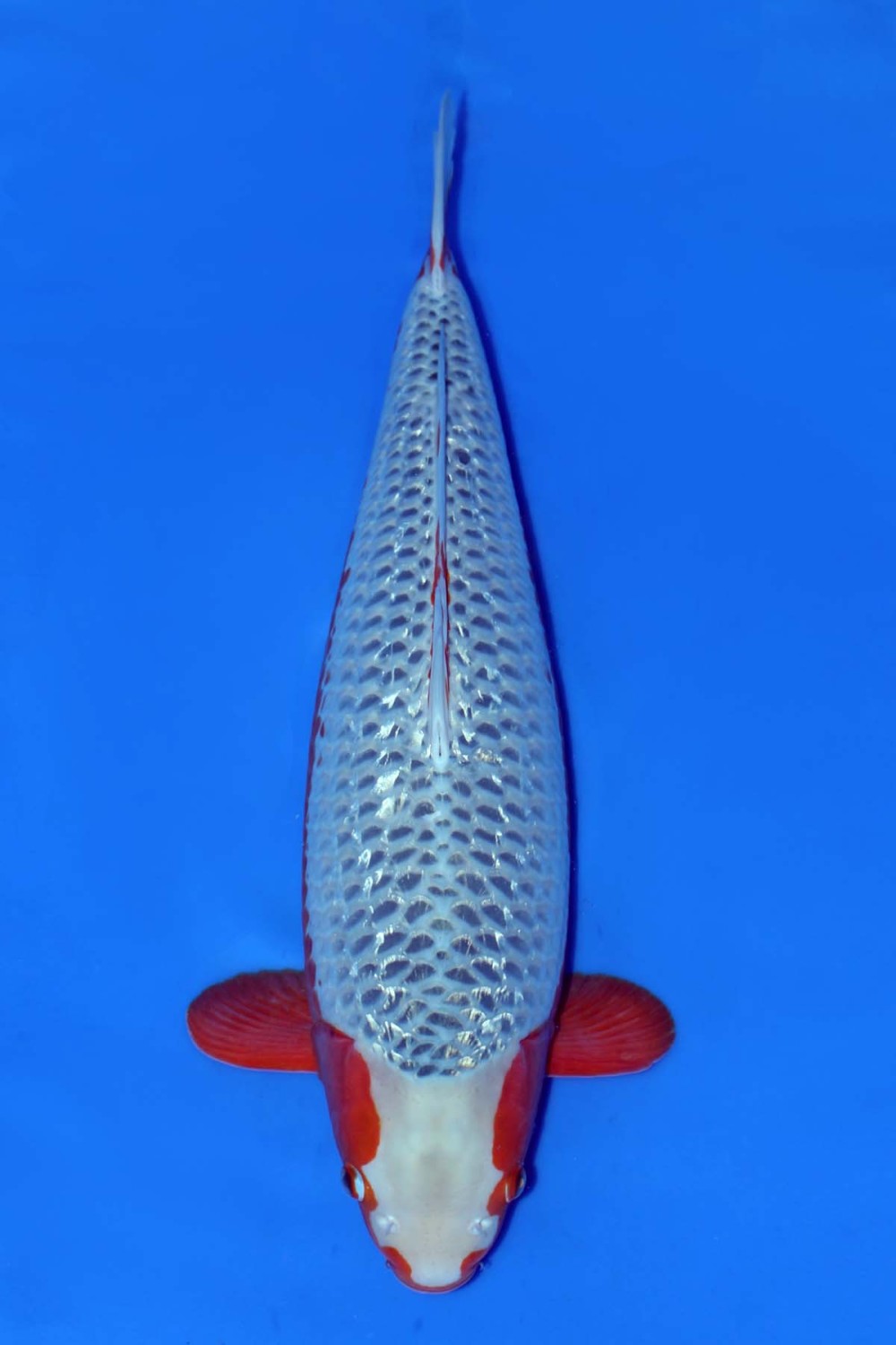 Best In Size C 61 - 65 cm