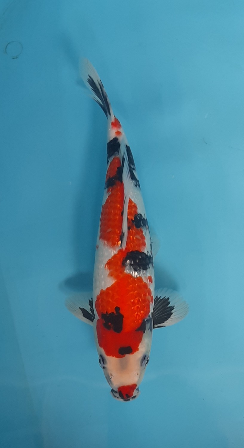 Juara 5
