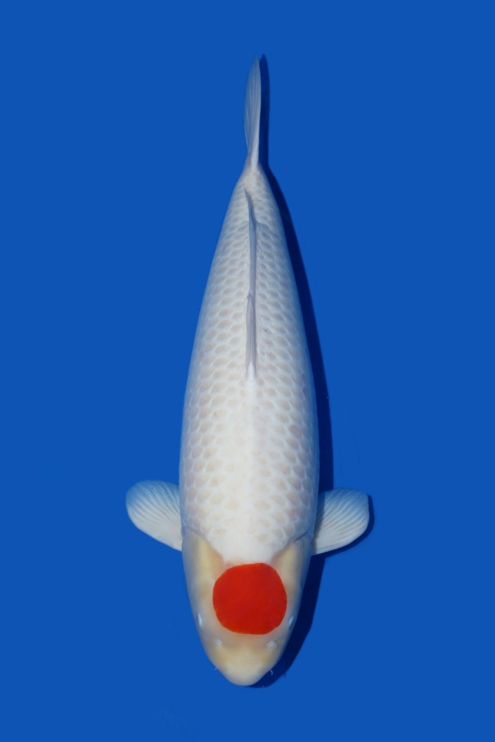 Best In Size C Over 80 cm
