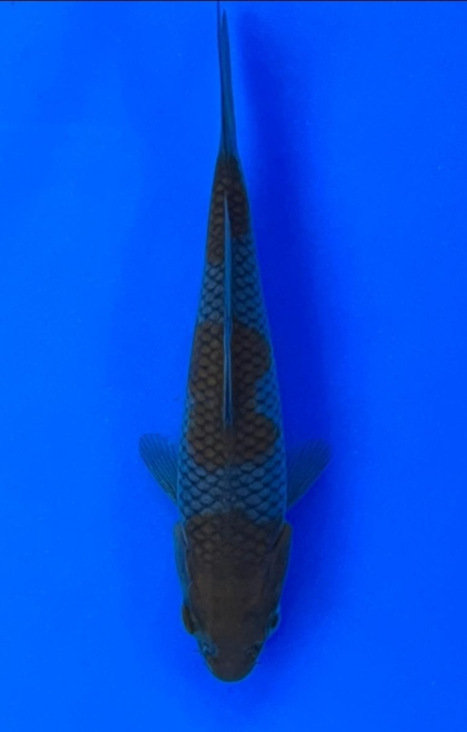 Juara 2
