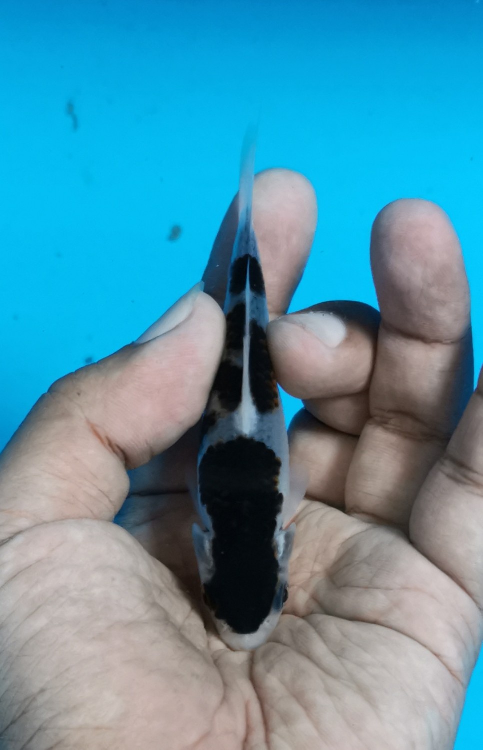 Juara 2