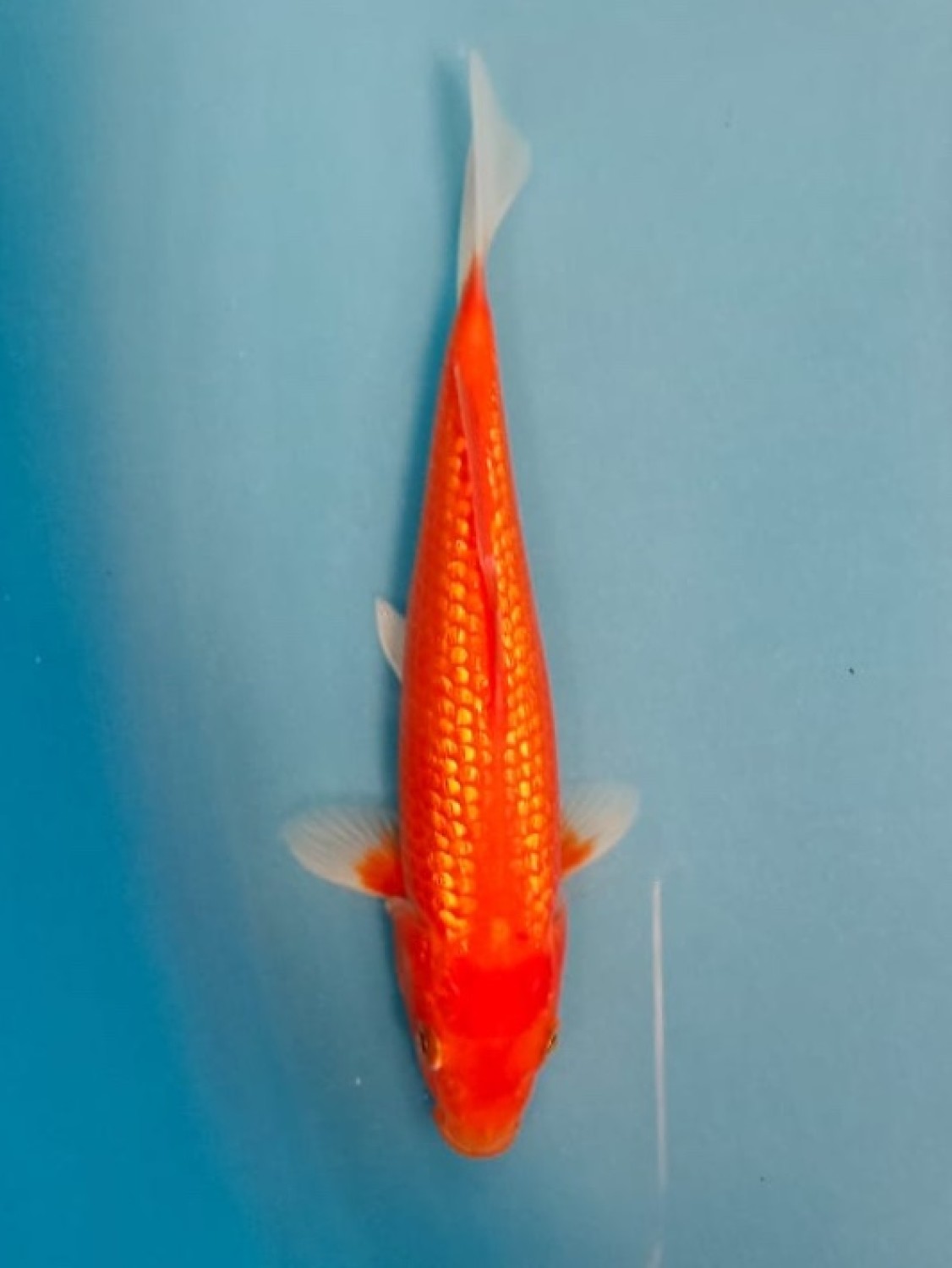 Juara 3