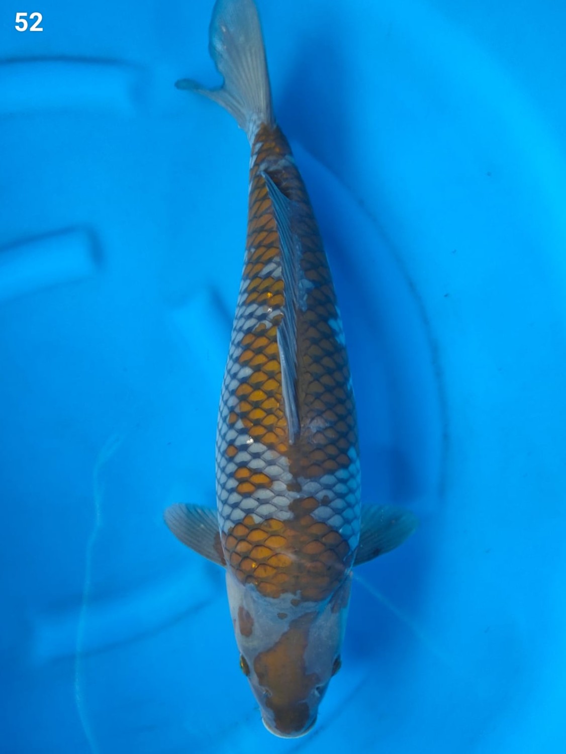 Juara 1