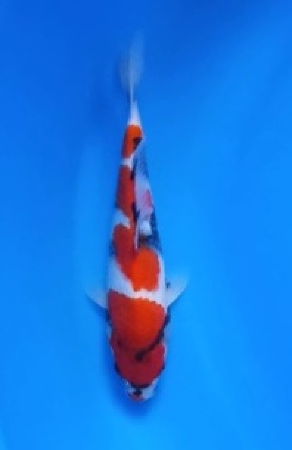 Juara 3