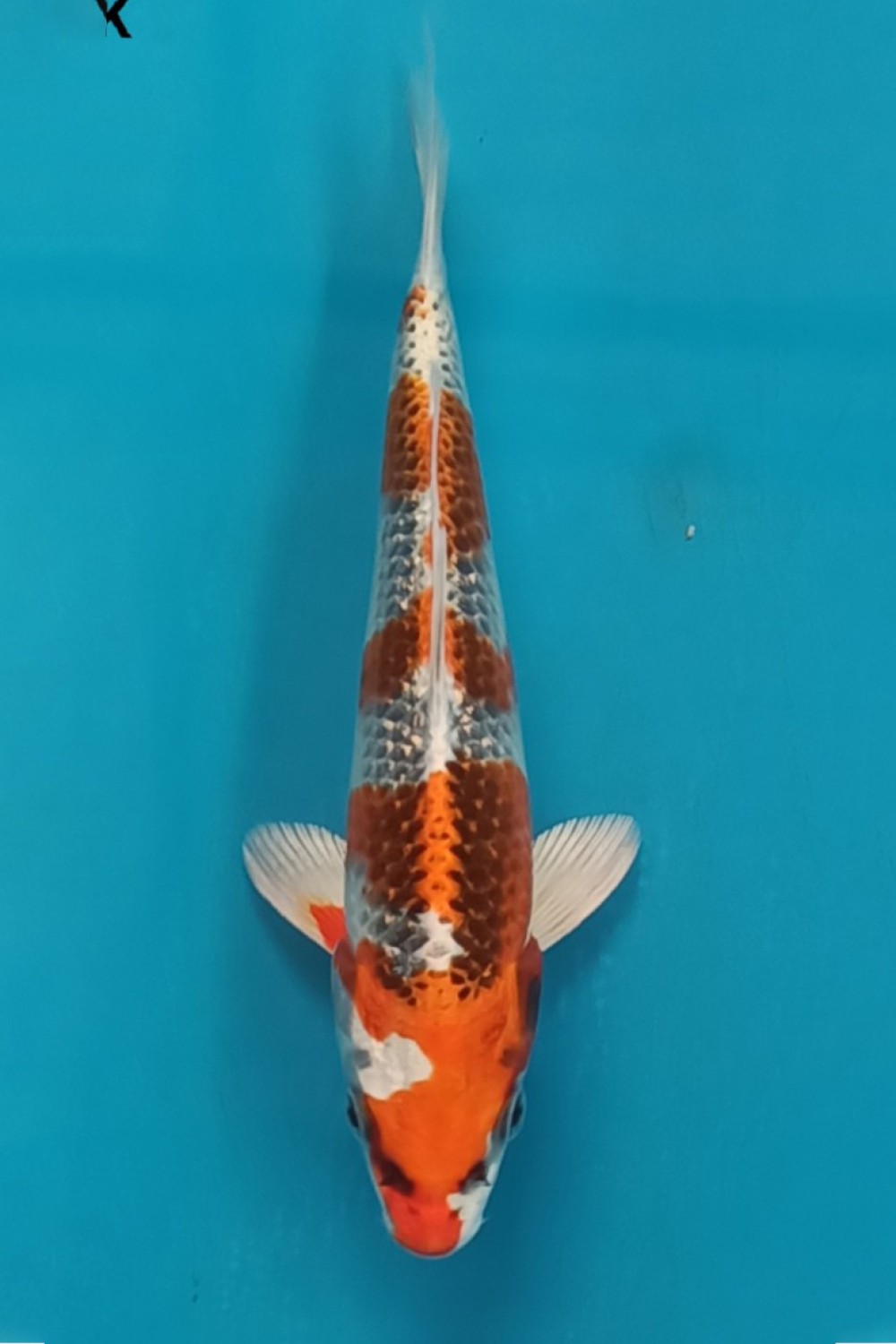 Juara 2
