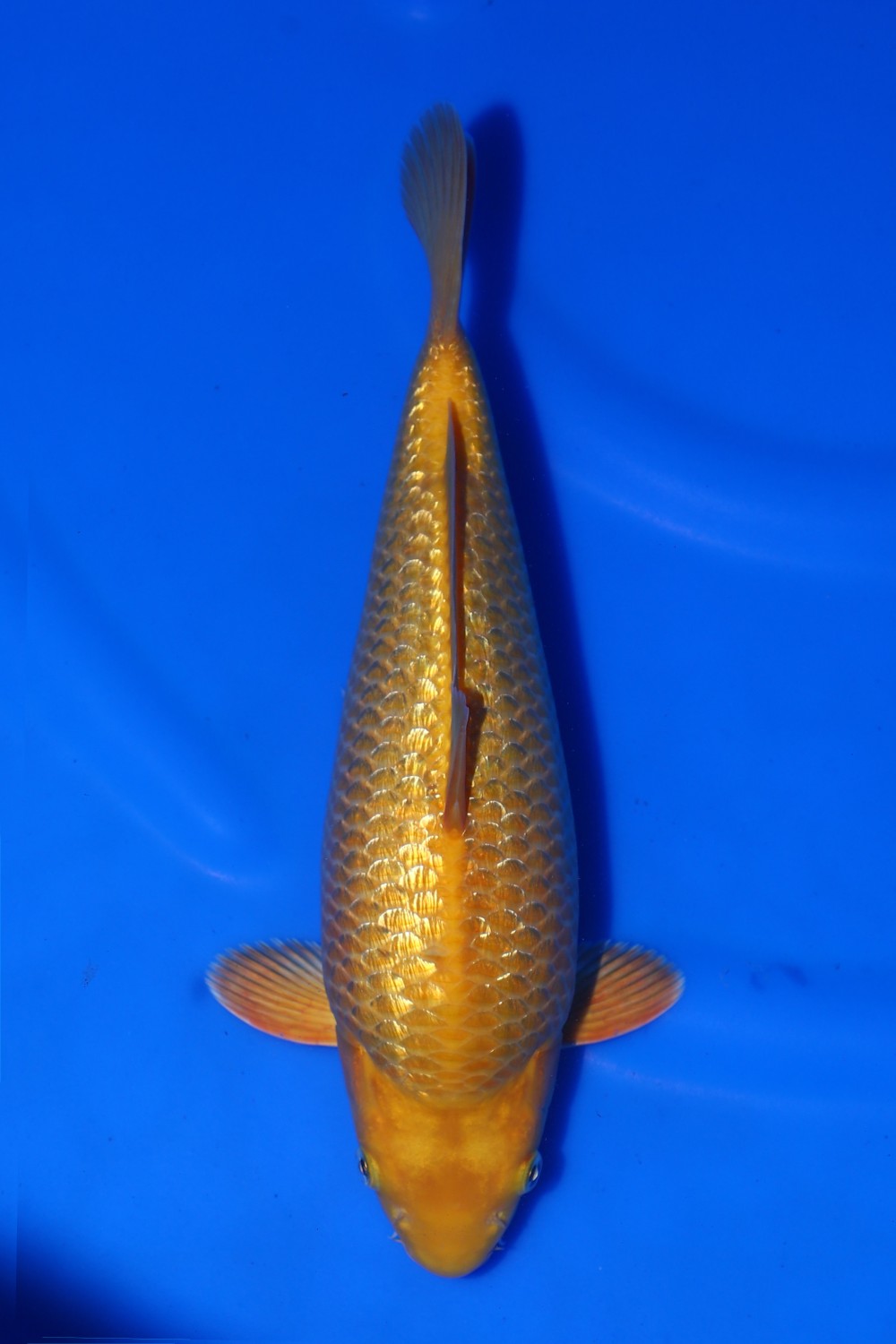 Juara 2