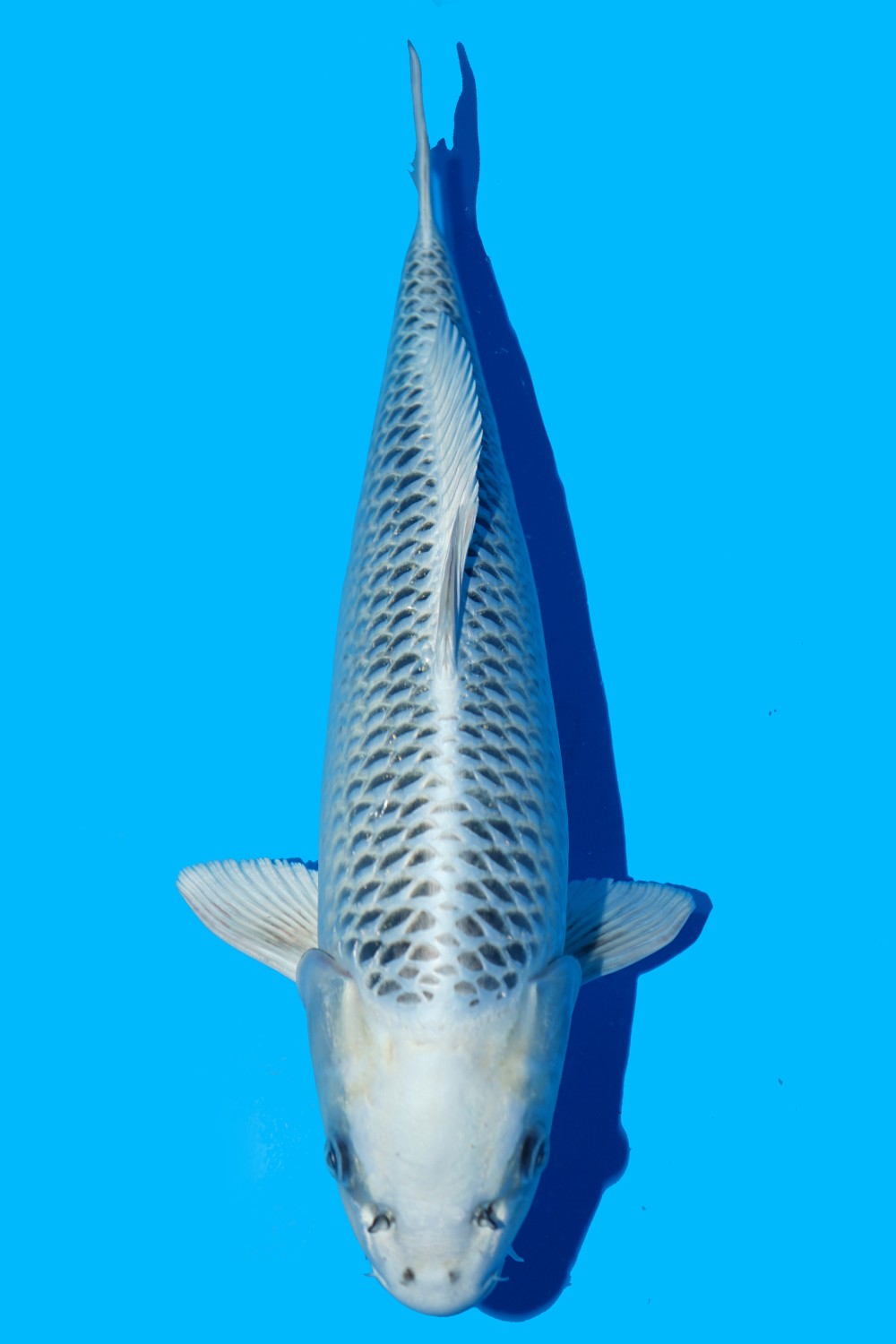 Juara 3