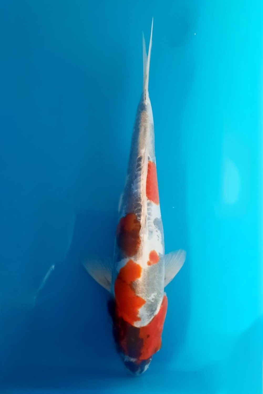Juara 2