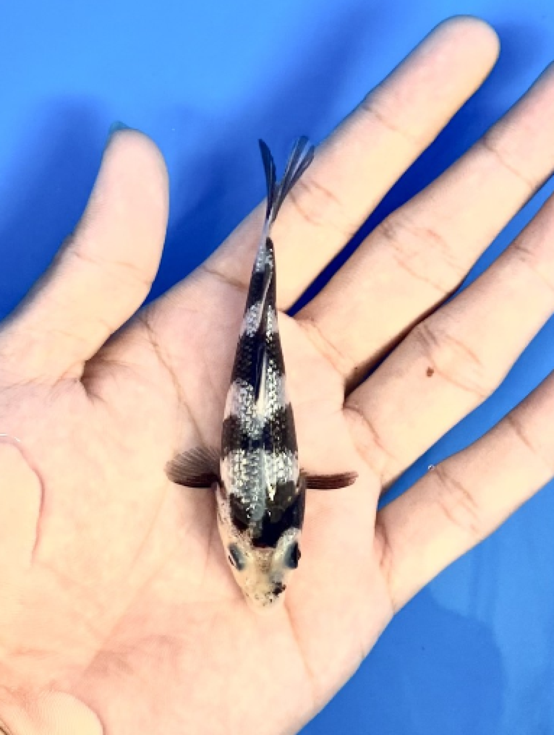 Best In Size C Up To 12 cm