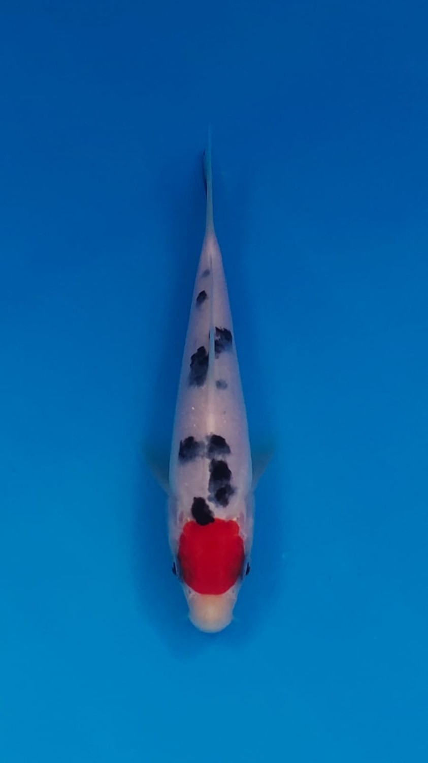 Juara 2