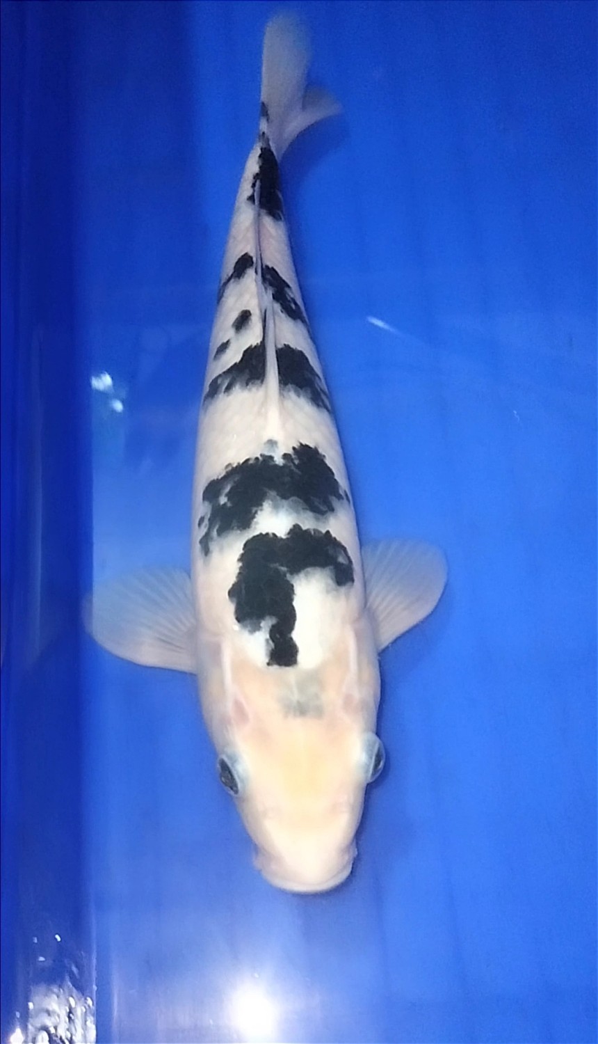 Juara 2