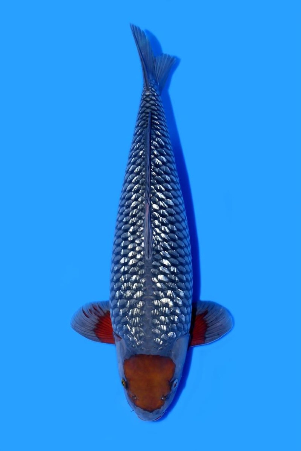 Juara 2
