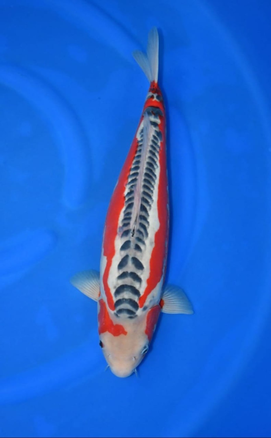 Best In Size D 51 - 55 cm