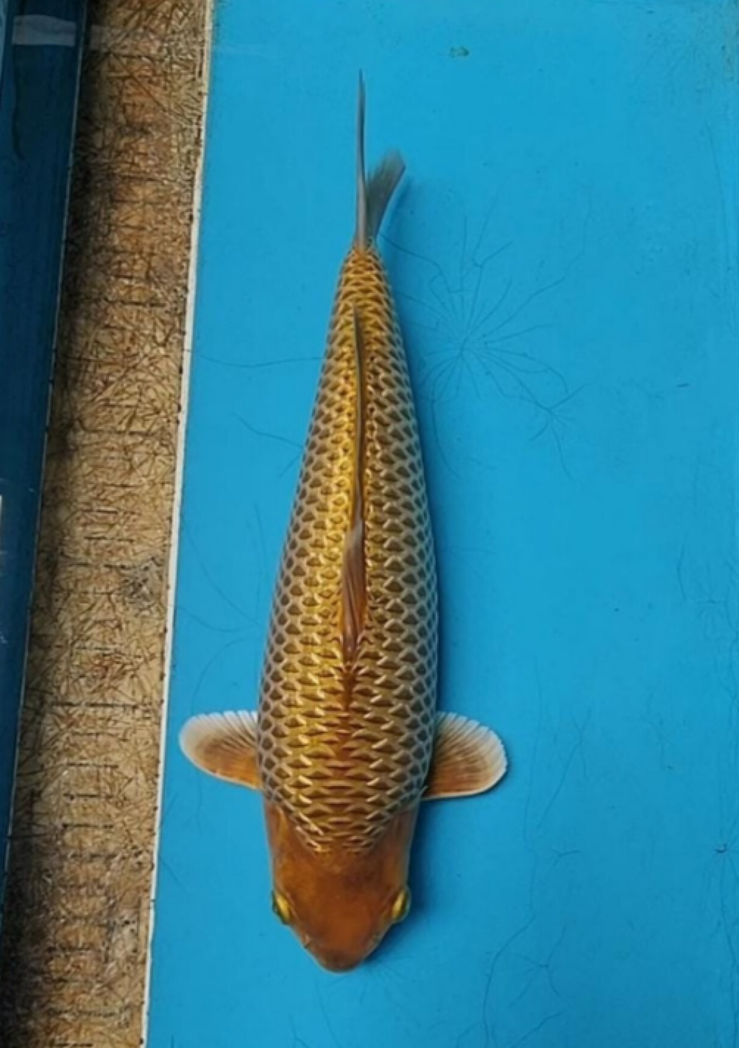 Juara 2