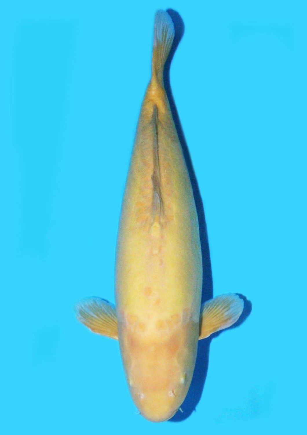Juara 1