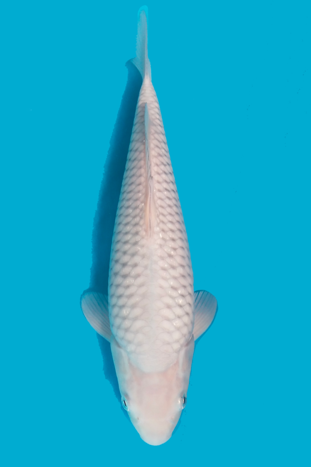 Juara 2