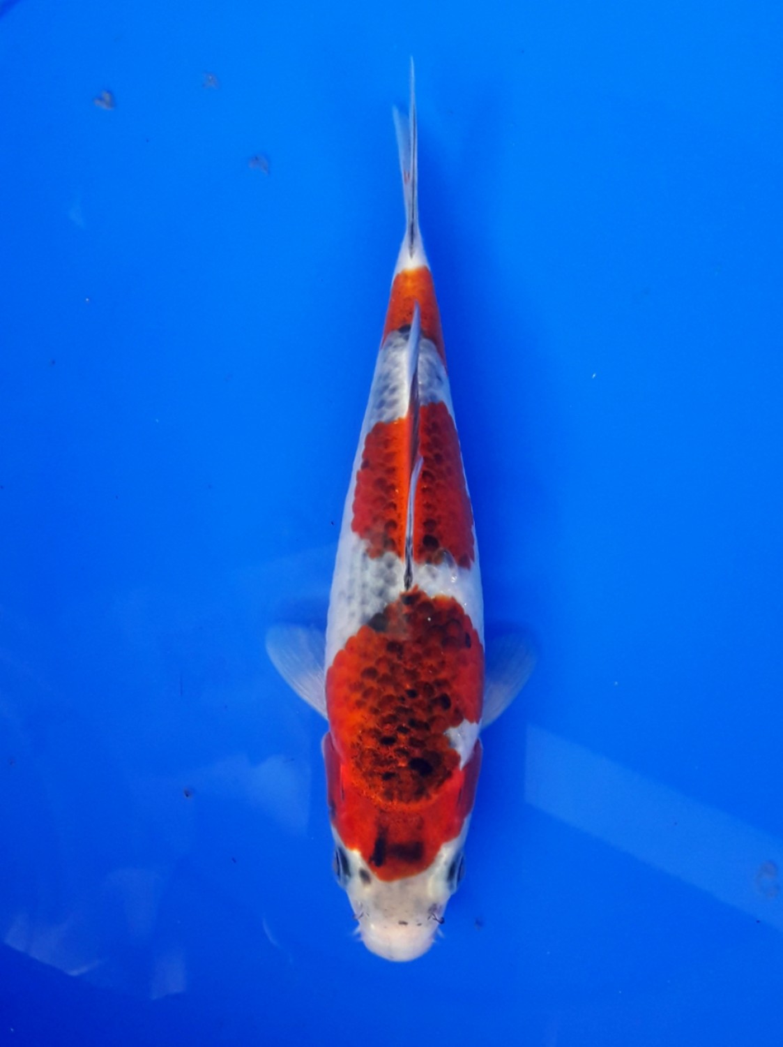 Juara 2