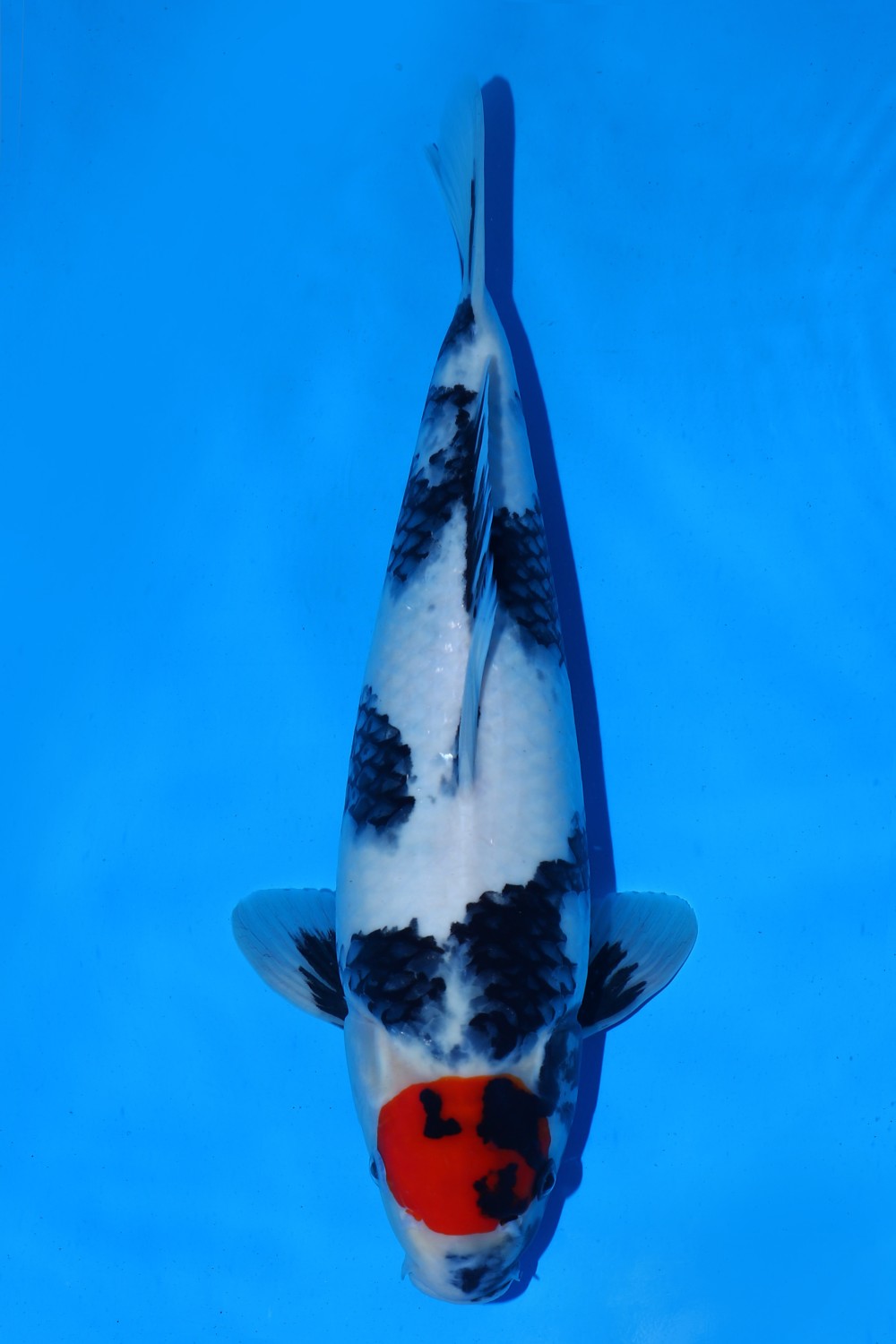 Juara 1