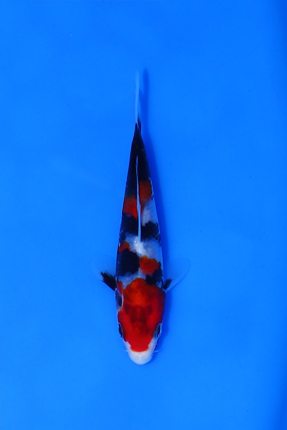 Juara 2