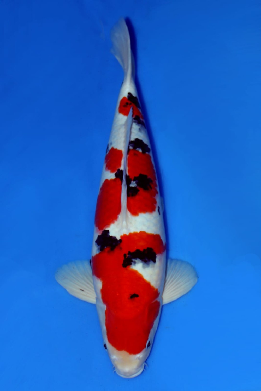Juara 1