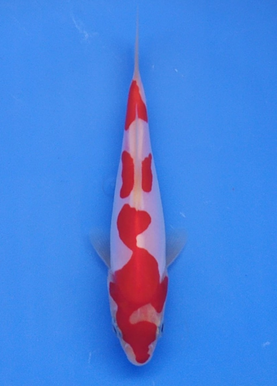 Juara 2