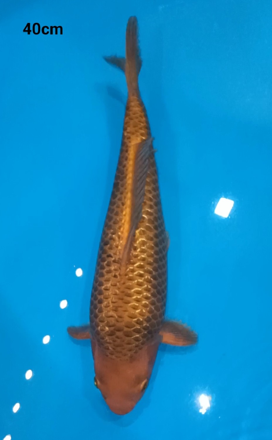 Juara 3