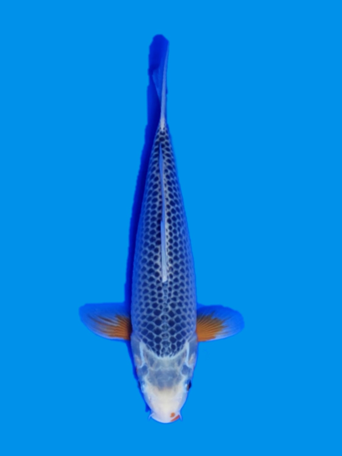Juara 2