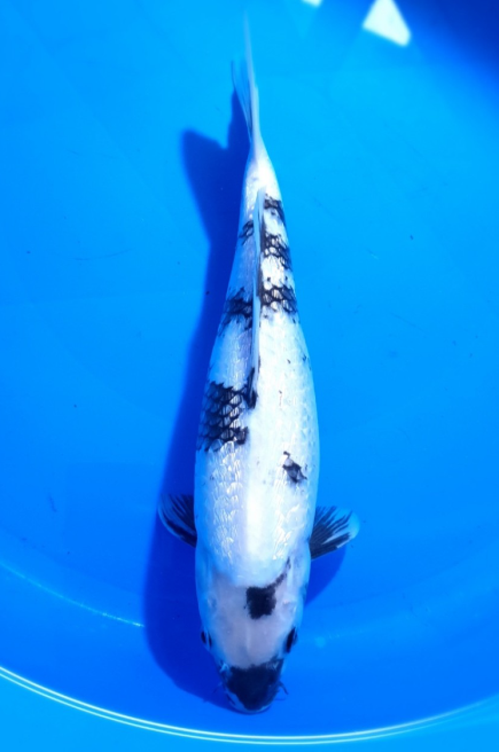 Juara 1